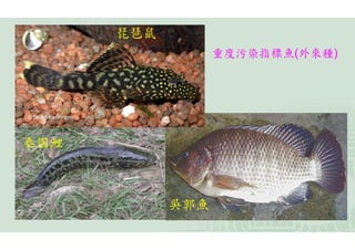 琵琶鼠
                  重度污染指標魚(外來種)




泰國鯉



            吳郭魚
 