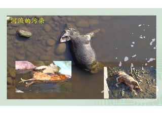河流的污染
 