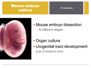 Developmental biology course presentation | PPTX