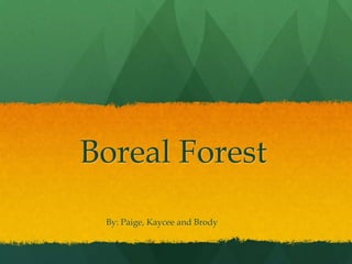 Boreal Forest 		      By: Paige, Kaycee and Brody  