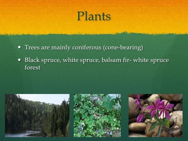 Boreal Forest