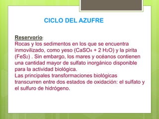 Reservorio:
Rocas y los sedimentos en los que se encuentra
inmovilizado, como yeso (CaSO4 + 2 H2O) y la pirita
(FeS2) . Sin embargo, los mares y océanos contienen
una cantidad mayor de sulfato inorgánico disponible
para la actividad biológica.
Las principales transformaciones biológicas
transcurren entre dos estados de oxidación: el sulfato y
el sulfuro de hidrógeno.
CICLO DEL AZUFRE
 