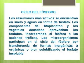 Los reservorios más activos se encuentran
en suelo y aguas en forma de fosfato. Los
componentes del fitoplancton y los
vegetales acuáticos aprovechan los
fosfatos, incorporando el fósforo a las
cadenas tróficas. Los microorganismos
participan en el ciclo del fósforo por
transferencia de formas inorgánicas a
orgánicas o bien solubilizando el fosfato
insoluble.
CICLO DEL FÓSFORO
 