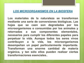 Los materiales de la naturaleza se transforman
mediante una serie de conversiones biológicas. Las
hojas que se caen son degradadas por los
microorganismos o consumidas por los animales y
retornadas a sus componentes elementales,
necesarios para cumplir los diferentes papeles para
perpetuar la vida. Aunque todos los seres vivos
contribuyen a la vida, los microorganismos
desempeñan un papel particularmente importante.
Transforman una enorme cantidad de materia
orgánica, y tan sólo ellos pueden realizar ciertas
transformaciones esenciales..
LOS MICROORGANISMOS EN LA BIOSFERA
 