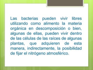Las bacterias pueden vivir libres
utilizando como alimento la materia
orgánica en descomposición o bien,
algunas de ellas, pueden vivir dentro
de las células de las raíces de algunas
plantas, que adquieren de esta
manera, indirectamente, la posibilidad
de fijar el nitrógeno atmosférico.
 