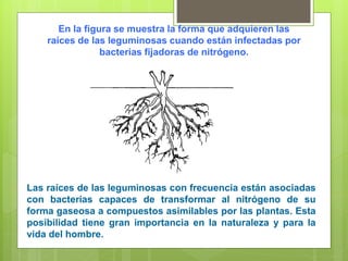 En la figura se muestra la forma que adquieren las
raíces de las leguminosas cuando están infectadas por
bacterias fijadoras de nitrógeno.
Las raíces de las leguminosas con frecuencia están asociadas
con bacterias capaces de transformar al nitrógeno de su
forma gaseosa a compuestos asimilables por las plantas. Esta
posibilidad tiene gran importancia en la naturaleza y para la
vida del hombre.
 