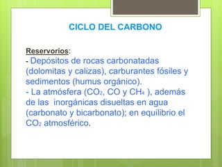 CICLO DEL CARBONO
Reservorios:
- Depósitos de rocas carbonatadas
(dolomitas y calizas), carburantes fósiles y
sedimentos (humus orgánico).
- La atmósfera (CO2, CO y CH4 ), además
de las inorgánicas disueltas en agua
(carbonato y bicarbonato); en equilibrio el
CO2 atmosférico.
 