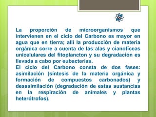 La proporción de microorganismos que
intervienen en el ciclo del Carbono es mayor en
agua que en tierra; allí la producción de materia
orgánica corre a cuenta de las alas y cianofíceas
unicelulares del fitoplancton y su degradación es
llevada a cabo por eubacterias.
El ciclo del Carbono consta de dos fases:
asimilación (síntesis de la materia orgánica y
formación de compuestos carbonados) y
desasimilación (degradación de estas sustancias
en la respiración de animales y plantas
heterótrofos).
 