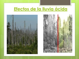 Efectos de la lluvia ácida
 