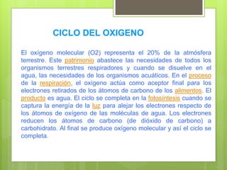 El oxígeno molecular (O2) representa el 20% de la atmósfera
terrestre. Este patrimonio abastece las necesidades de todos los
organismos terrestres respiradores y cuando se disuelve en el
agua, las necesidades de los organismos acuáticos. En el proceso
de la respiración, el oxígeno actúa como aceptor final para los
electrones retirados de los átomos de carbono de los alimentos. El
producto es agua. El ciclo se completa en la fotosíntesis cuando se
captura la energía de la luz para alejar los electrones respecto de
los átomos de oxígeno de las moléculas de agua. Los electrones
reducen los átomos de carbono (de dióxido de carbono) a
carbohidrato. Al final se produce oxígeno molecular y así el ciclo se
completa.
CICLO DEL OXIGENO
 