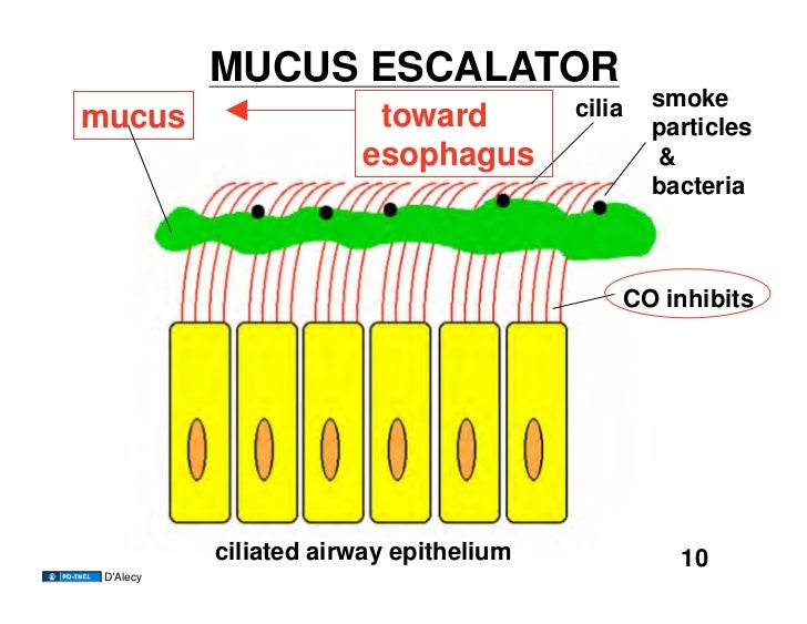 11.12.08(b) Respiratory Mechanics I