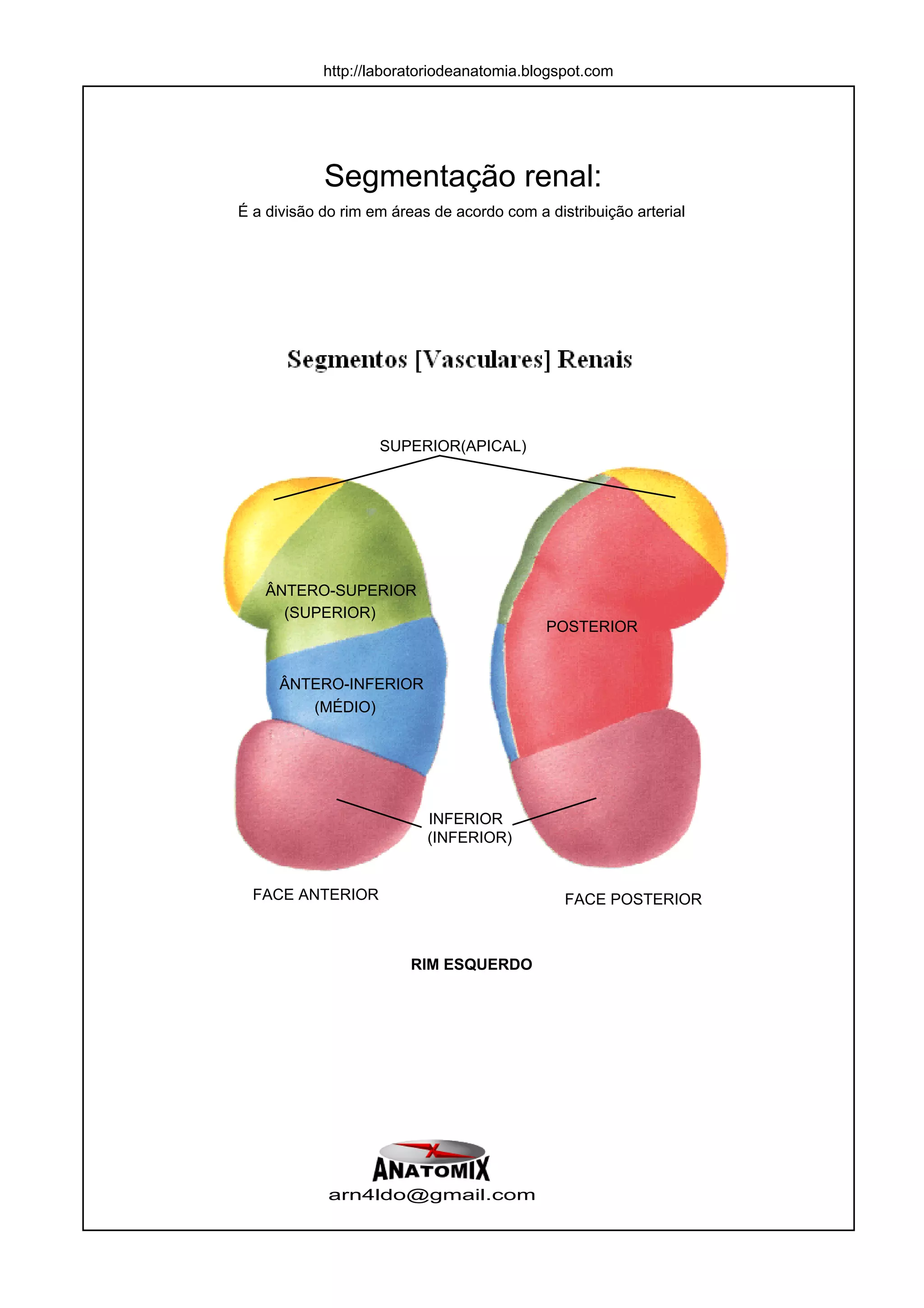 11125835 apostila-anatomia-sistema-urinario