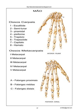 http://laboratoriodeanatomia.blogspot.com


                           MÃO
                                                                                     1             2
                                                                         5                                 4
                                                                                           7       8                3
                                                                                 6

                                                     I
Ossos Carpais
                                                                                                                V
1 - Escafóide                                                            II
                                         A                                                         IV
                                                                                         III
2 - Semi-lunar
3 - piramidal                      C                                                                                A
4 - pisiforme                                                                                          A
                                                                     A
5 - Trapézio                                                                         A                                  B

6 - Trapezóide
                                                                                                                        C
7 - Capitato                                                                                            B
                                                             B
                                                                                 B
8 - Hamato
                                                             C                                          C
                                                                                 C
Ossos Metacarpais
                                                         ANTERIOR - PALMAR
I Metacarpal
II Metacarpal
                                                                     2           1
III Metacarpal                                   4
                                                             3                                 5
                                                                 8           7       6
IV Metacarpal
                                                                                                            I
V Metacarpal
                                                 V
                                                             IV          III              II
                                                                                                                        A


                                                                                                                            C
A - Falanges proximais                       A

                                                         A                                     A
B - Falanges médias                      B                                   A

C - Falanges distais                    C
                                                     B                                         B
                                                                             B

                                                 C                                                 C
                                                                             C


                                                 POSTERIOR - DORSAL



                                 37                                                                     arn4ldo@gmail.com
 