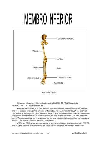 MEMBRO INFERIOR
                                                          OSSO DO QUADRIL




                          FÊMUR



                                                        PATELA



                           FÍBULA
                                                        TÍBIA




                    METATARSAIS                           OSSOS TARSAIS


                                                     FALANGES




                                       VISTA ANTERIOR




      O membro inferior tem início no cíngulo, onde a CABEÇA DO FÊMUR se articula
 no ACETÁBULO do OSSO DO QUADRIL.
        Em sua EPÍFISE distal, o FÊMUR dilata-se consideravelmente, formando dois CÔNDILOS em
ambos os lados de uma superfície articular em forma de polia denominada TRÓCLEA que se articula
com a TÍBIA. A articulação do joelho apresenta a PATELA na sua parte dianteira. A PATELA é um osso
cartilaginoso no nascimento e não se ossifica antes dos 15 a 20 anos de idade. A PATELA se articula
com o FÊMUR por meio de sua face posterior. Na sua face anterior está inserido o músculo quadríceps
femoral.O seu interior é formado por OSSO ESPONJOSO.
     A TÍBIA e a FÍBULA, são articulados entre si, ambos se estendem separadamente até a EPÍFISE
DISTAL, onde voltam a se articular entre si e com o TÁLUS, formando a articulação do tornozelo.



http://laboratoriodeanatomia.blogspot.com   39                              arn4ldo@gmail.com
 