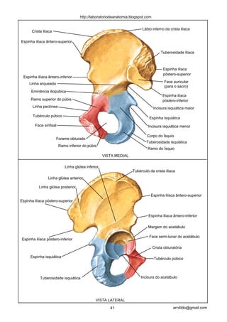 http://laboratoriodeanatomia.blogspot.com


                                                                       Lábio interno da crista ilíaca
      Crista ilíaca

Espinha ilíaca ântero-superior

                                                                                     Tuberosidade ilíaca



                                                                                      Espinha ilíaca
                                                                                      póstero-superior
 Espinha ilíaca ântero-inferior
     Linha arqueada                                                                    Face auricular
                                                                                       (para o sacro)
      Eminência iliopúbica
                                                                                      Espinha ilíaca
      Ramo superior do púbis                                                          póstero-inferior
       Linha pectínea                                                           Incisura isquiática maior

       Tubérculo púbico
                                                                            Espinha isquiática
        Face sinfisal                                                      Incisura isquiática menor

                                                                          Corpo do Ísquio
                      Forame obturado
                                                                          Tuberosidade isquiática
                        Ramo inferior do púbis
                                                                           Ramo do Ísquio
                                                   VISTA MEDIAL

                           Linha glútea inferior
                                                                  Tubérculo da crista ilíaca
                Linha glútea anterior

           Linha glútea posterior

                                                                             Espinha ilíaca ântero-superior
Espinha ilíaca póstero-superior


                                                                           Espinha ilíaca ântero-inferior

                                                                           Margem do acetábulo

                                                                            Face semi-lunar do acetábulo
Espinha ilíaca póstero-inferior

                                                                                Crista obturatória

      Espinha isquiática                                                        Tubérculo púbico




           Tuberosidade isquiática                                     Incisura do acetábulo




                                              VISTA LATERAL

                                                      41                                    arn4ldo@gmail.com
 