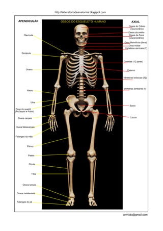 http://laboratoriodeanatomia.blogspot.com


   APENDICULAR                OSSOS DO ESQUELETO HUMANO                       AXIAL
                                                                           Ossos do Crânio
                                                                            (neurocrânio)
                                                                           Ossos da orelha
         Clavícula                                                         Ossos da Face
                                                                            (viscerocrânio)

                                                                       Osso Mandíbula (face)
                                                                          Osso hióide
                                                                       Vértebras cervicais (7)

       Escápula


                                                                      Costelas (12 pares)


           Úmero                                                          Esterno


                                                                      Vértebras torácicas (12)




                                                                      Vértebras lombares (5)
             Rádio




                 Ulna
                                                                            Sacro
Osso do quadril
(Ílio,Ísquio e Púbis)


  Ossos carpais                                                             Cóccix



Ossos Metacarpais



Falanges da mão



             Fêmur



              Patela


               Fíbula



                  Tíbia



        Ossos tarsais


 Ossos metatarsais


 Falanges do pé




                                                                      arn4ldo@gmail.com
 