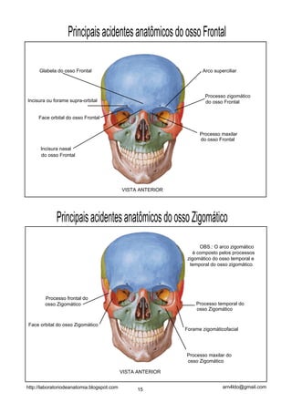 Principais acidentes anatômicos do osso Frontal

     Glabela do osso Frontal                                        Arco superciliar




                                                                     Processo zigomático
Incisura ou forame supra-orbital                                     do osso Frontal


     Face orbital do osso Frontal


                                                                   Processo maxilar
                                                                   do osso Frontal
      Incisura nasal
      do osso Frontal




                                            VISTA ANTERIOR




             Principais acidentes anatômicos do osso Zigomático
                                                                   OBS.: O arco zigomático
                                                                é composto pelos processos
                                                              zigomático do osso temporal e
                                                               temporal do osso zigomático.




        Processo frontal do
        osso Zigomático                                          Processo temporal do
                                                                 osso Zigomático


Face orbital do osso Zigomático
                                                             Forame zigomáticofacial




                                                             Processo maxilar do
                                                             osso Zigomático

                                            VISTA ANTERIOR


http://laboratoriodeanatomia.blogspot.com                                    arn4ldo@gmail.com
                                                  15
 