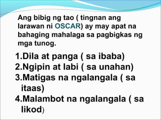 Ang bibig ng tao ( tingnan ang
larawan ni OSCAR) ay may apat na
bahaging mahalaga sa pagbigkas ng
mga tunog.
1.Dila at panga ( sa ibaba)
2.Ngipin at labi ( sa unahan)
3.Matigas na ngalangala ( sa
itaas)
4.Malambot na ngalangala ( sa
likod)
 