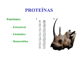 PROTEÍNAS Funciones: Estructural Enzimática Homeostática 