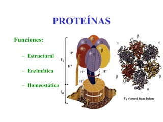 PROTEÍNAS Funciones: Estructural Enzimática Homeostática 