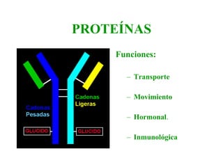 PROTEÍNAS Funciones: Transporte Movimiento Hormonal . Inmunológica 