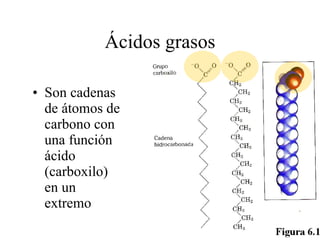 Ácidos grasos Son cadenas de átomos de carbono con una función ácido (carboxilo) en un extremo 