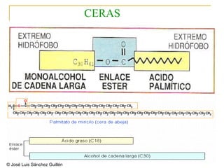 ©  José Luis Sánchez Guillén  CERAS 