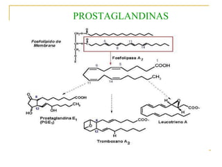 PROSTAGLANDINAS 