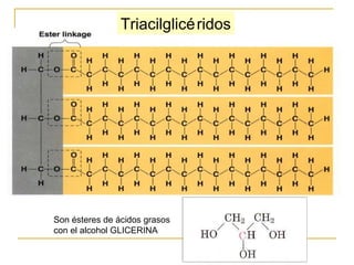 Triacilglicéridos Son ésteres de ácidos grasos con el alcohol GLICERINA 