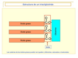 Estructura de un triacilglicérido -C-O = O CH 2 CH CH 2 -C-O = O -C-O = O Glicerina Ácido graso Ácido graso Ácido graso éster Las cadenas de los ácidos grasos pueden ser iguales o diferentes, saturadas o insaturadas. 