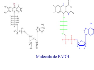 Molécula de FADH 