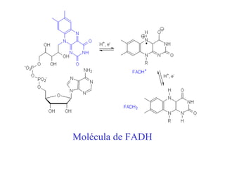 Molécula de FADH 
