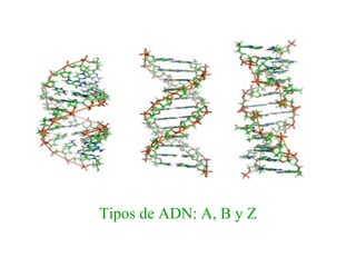 Tipos de ADN: A, B y Z 
