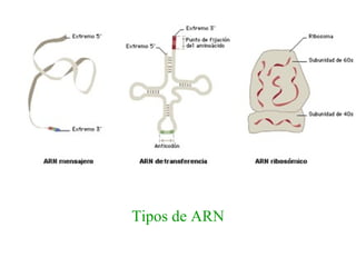 Tipos de ARN 