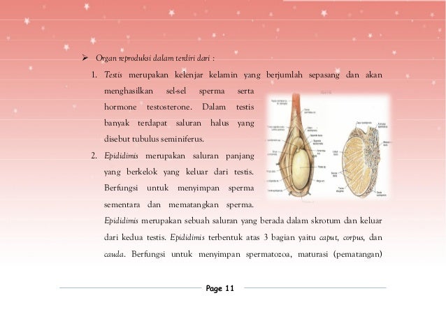 Sistem Reproduksi Manusia 43197706