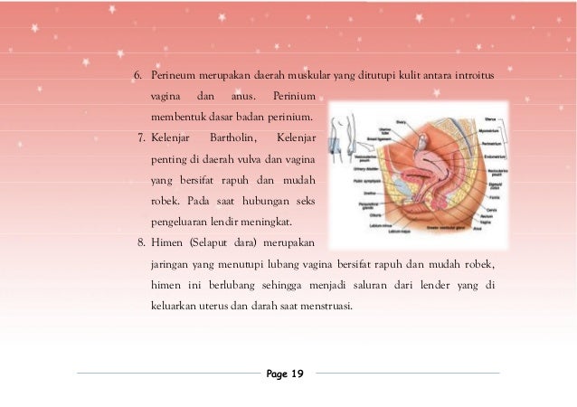 Sistem Reproduksi Manusia