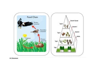 10 |Ekosistem
 