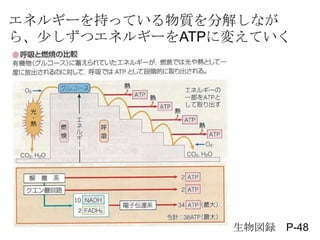 ͥ륮`֤äƤ|ֽ⤷ʤ
顢٤ĥͥ륮`ATPˉ䤨Ƥ
h P-48
 