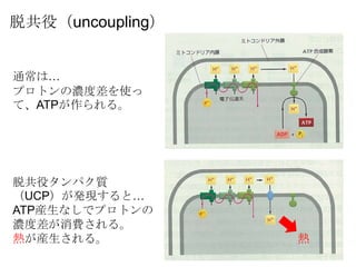 ѹۣuncoupling
ͨϡ
ץȥΝȲʹ
ơATP롣
ѹۥѥ|
UCPkFȡ
ATPbʤǥץȥ
ȲM롣
᤬b롣 
 