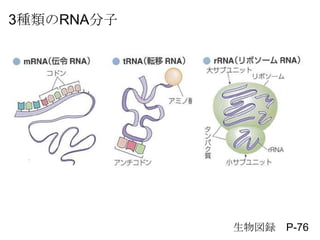 h P-76
3NRNA
 