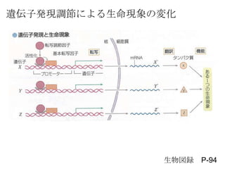 h P-94
zӰkF{ˤFΉ仯
 