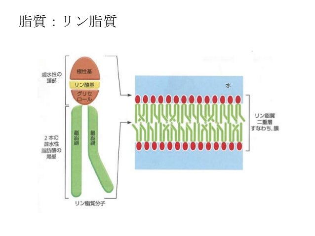 近大「基礎生物学」#11「これまでのまとめ」130701近大「基礎生物学」#6「細胞内のエネルギー産生」130527京都教育大「食生活論」 #4 131107京都教育大「食生活論」 #3 131031京都教育大「食生活論」 #2 131024京都教育大「食生活論」 #1 131017近大「生物学」#5「免疫系のはたらき」131111近大「生物学」#4「ホルモン・神経系による生体機能の調節」131028近大「生物学」#3「ホルモンによる生体機能の調節」131021近大「生物学」#2「復習・細胞とは遺伝子とは何か?」130930近大「生物学」#1「復習・細胞とは何か?」130916近大「基礎生物学」#10「遺伝情報の発現制御」130624Cornel kyoto joint symposium (takahashi@kyoto)Jsolシンポジウム(高橋@京大農学)改定近大「基礎生物学」#9「細胞内の遺伝情報」130617近大「基礎生物学」#8「細胞内の遺伝情報」130610近大「基礎生物学」#7「細胞内のエネルギー産生」130603近大「基礎生物学」#5「細胞の化学成分その2」130520近大「基礎生物学」#4「細胞の化学成分その2」130513近大「基礎生物学」#3「細胞の化学成分」130506近大「基礎生物学」#2「細胞とは何か?」130422近大「基礎生物学」#11「これまでのまとめ」130701