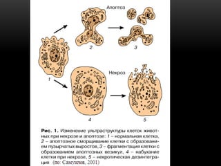 Apoptosis and Necrosis as Main Forms of Cell Damage | PDF