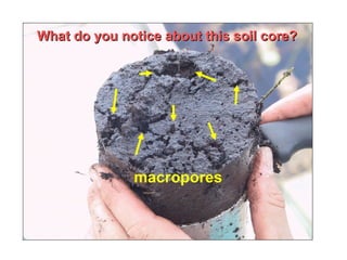 What do you notice about this soil core? macropores 