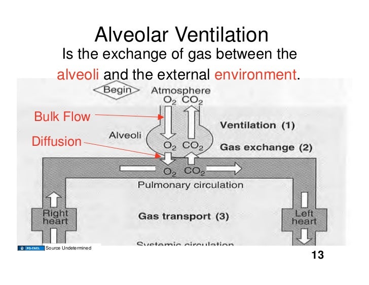 Alveolar ventilation anatomical dead space compasswera