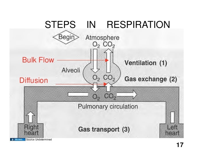 does having more dead space increases or derease alveolar ventilation does having more dead space increases or derease alveolar ventilation