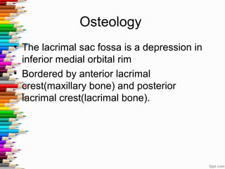 Osteology
• The lacrimal sac fossa is a depression in
inferior medial orbital rim
• Bordered by anterior lacrimal
crest(maxillary bone) and posterior
lacrimal crest(lacrimal bone).
 