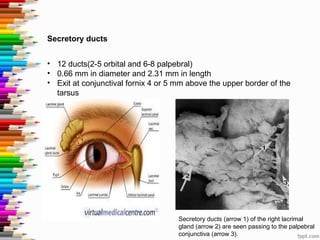 Secretory ducts
• 12 ducts(2-5 orbital and 6-8 palpebral)
• 0.66 mm in diameter and 2.31 mm in length
• Exit at conjunctival fornix 4 or 5 mm above the upper border of the
tarsus
Secretory ducts (arrow 1) of the right lacrimal
gland (arrow 2) are seen passing to the palpebral
conjunctiva (arrow 3).
 