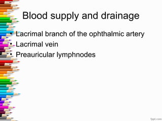 Blood supply and drainage
• Lacrimal branch of the ophthalmic artery
• Lacrimal vein
• Preauricular lymphnodes
 