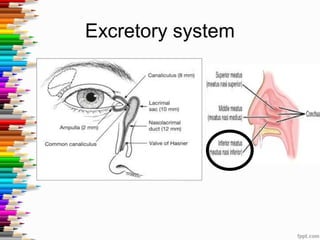Excretory system
 